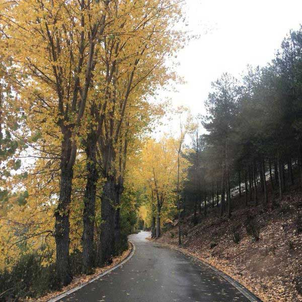 Aromas ideales para Otoño. El Camino al nacimiento en otoño, Pontones. Hojas caídas en la carretera.