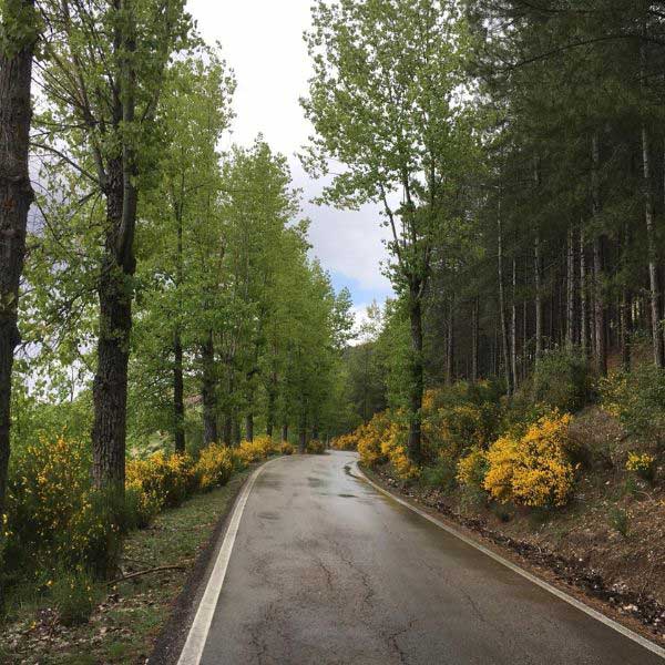 Aromas ideales para la primavera. El Camino al nacimiento en primavera. Árboles grandes alrededor.